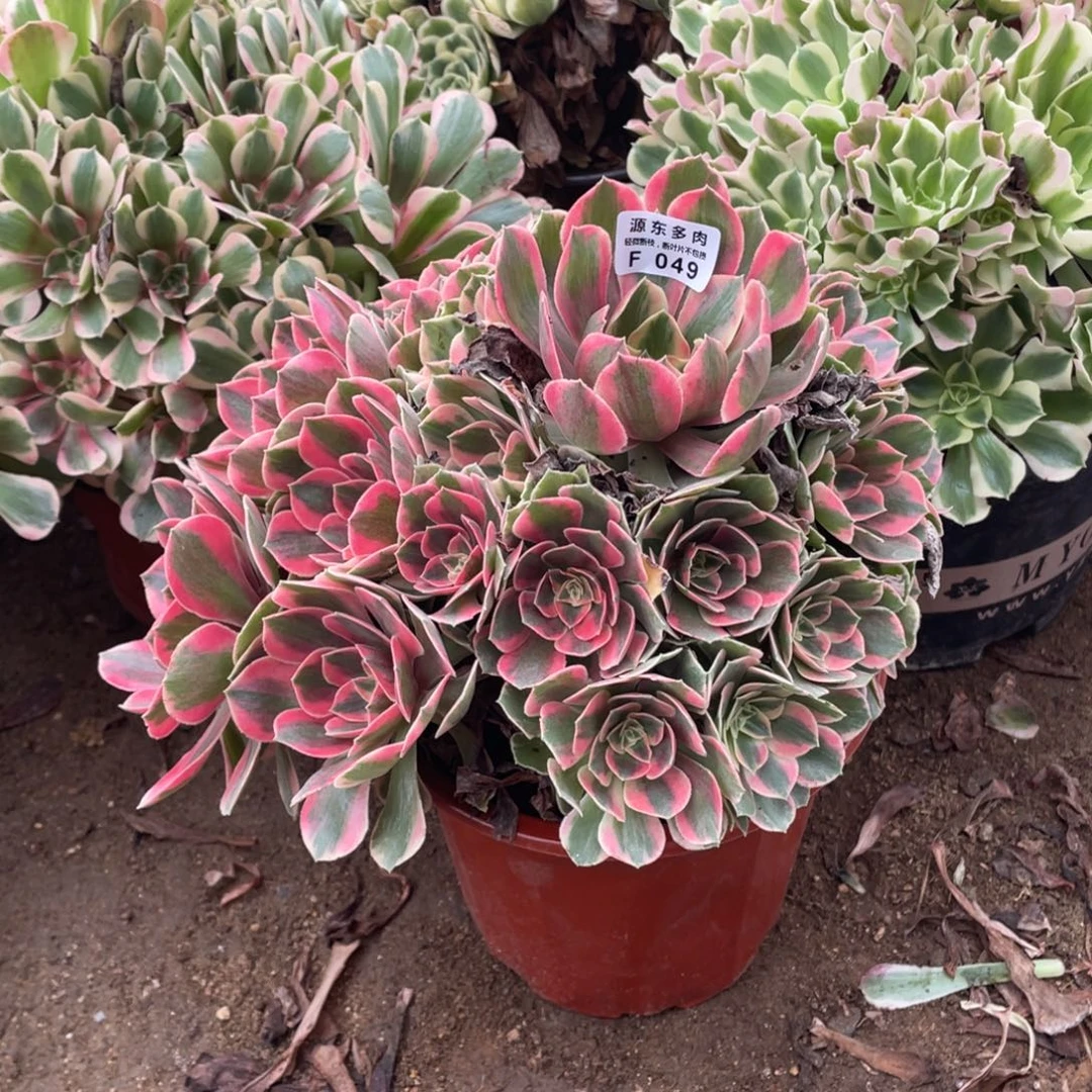 049爱女妖多肉法师断枝不包