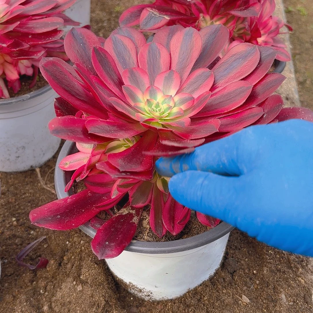 美杜莎手捧多肉植物