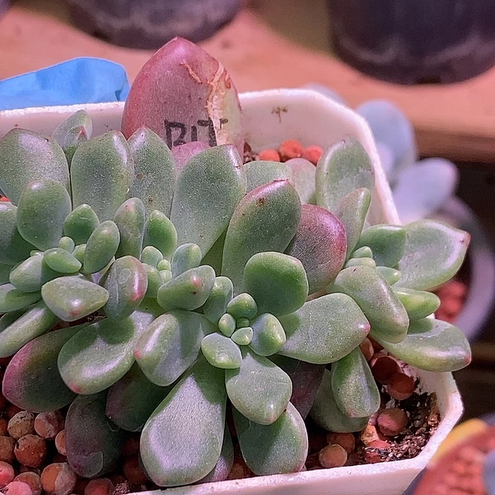 曼***曼悖论锦多肉植物多肉