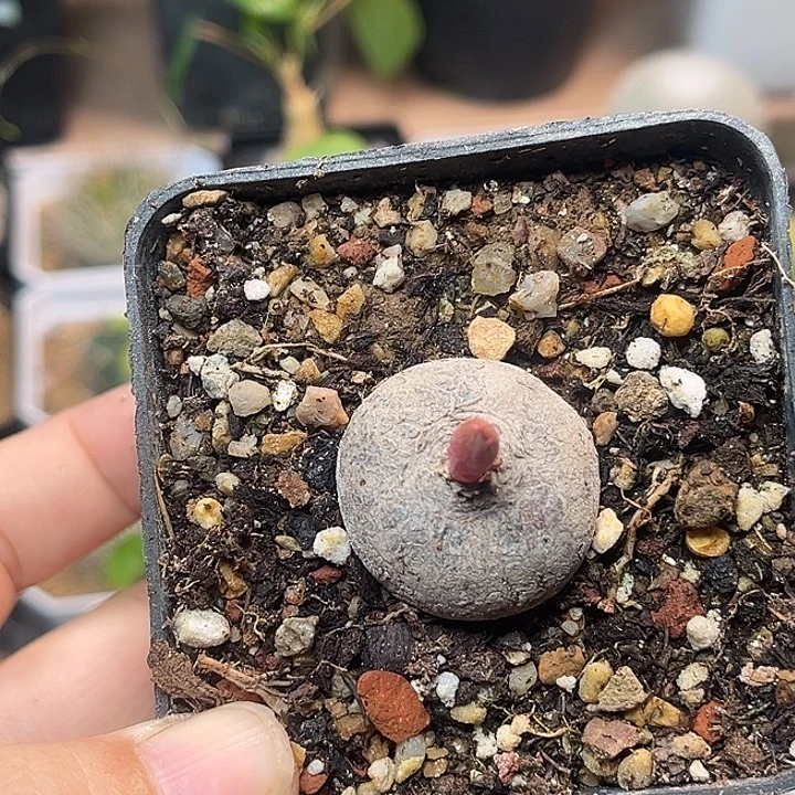 无花朵玫瑰大戟2.8cm实生