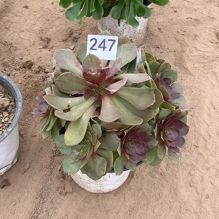 无花朵247万圣节多肉