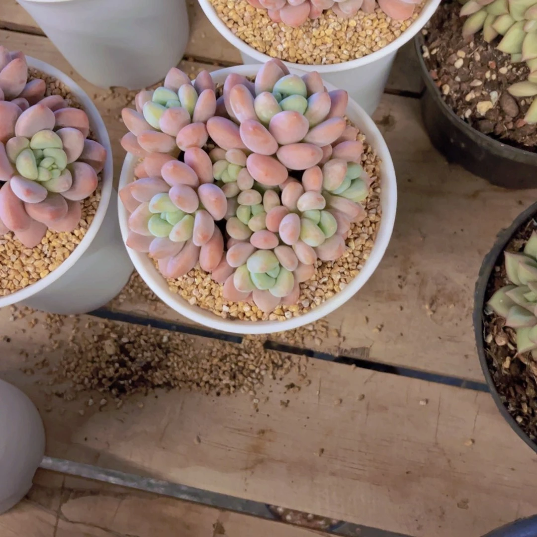 @*丽红洛神小群生美美美多肉