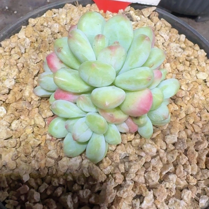 254白胖多肉植物