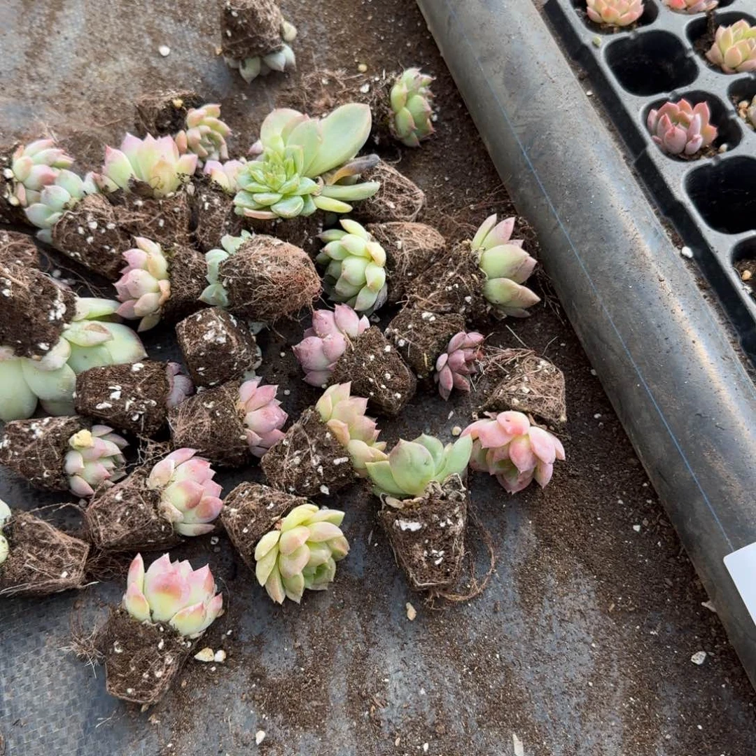 30-12左七穴盘混合三十颗量拍