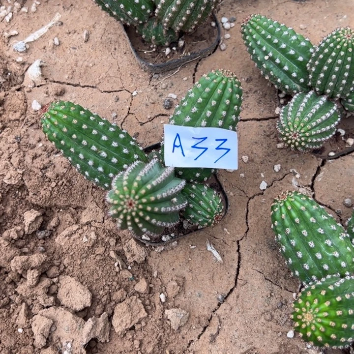 津****A33金妞大富贵一颗30