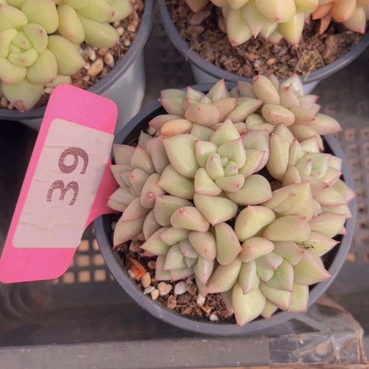 健健康康平平安安