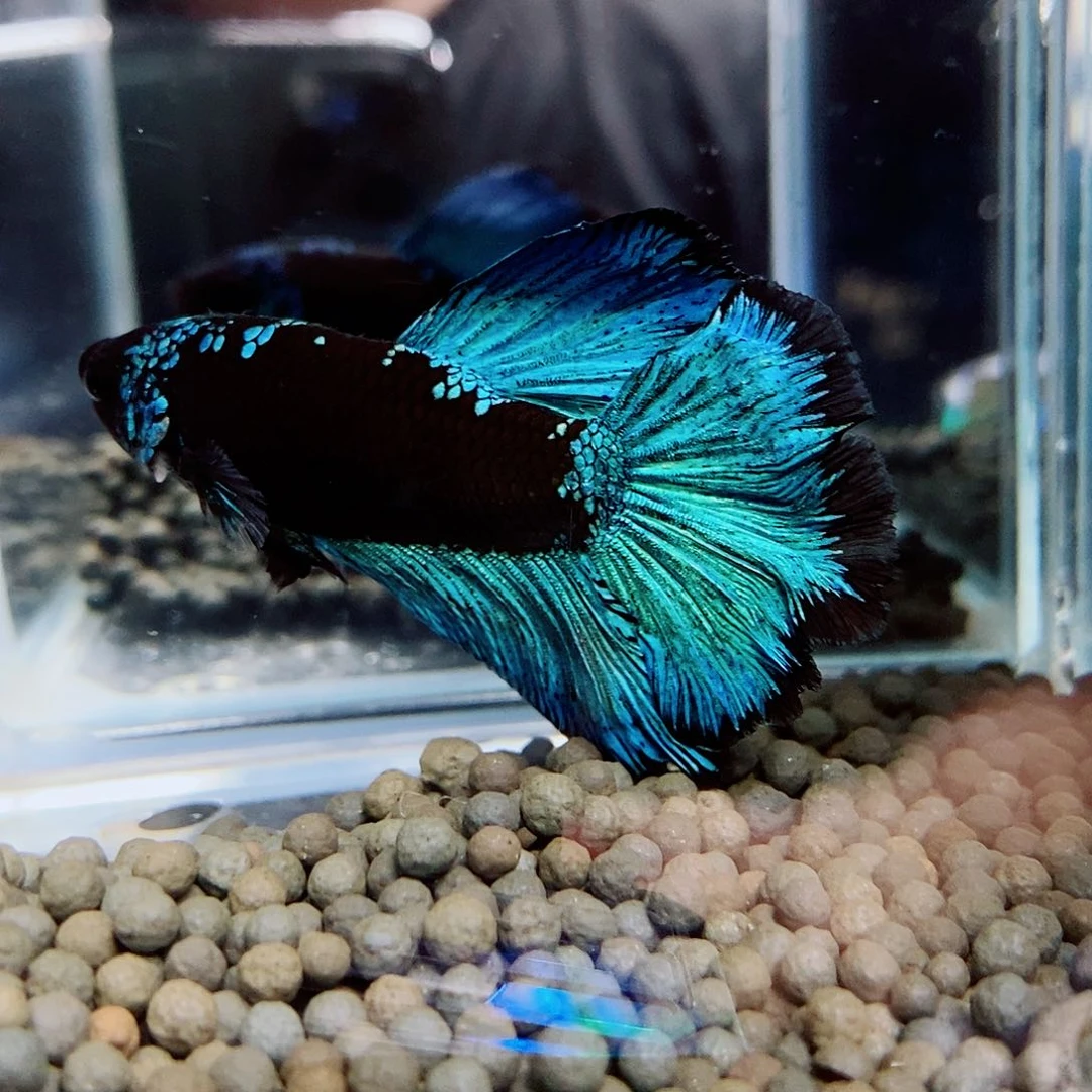 斗鱼F黑91号a a a a a