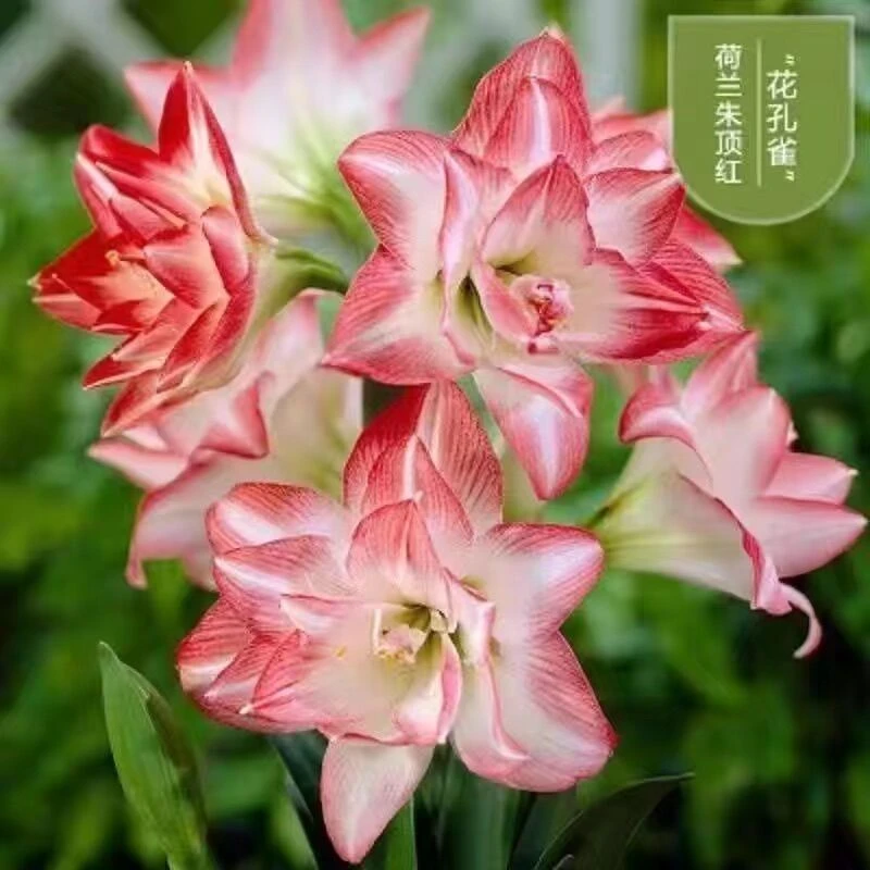 【花孔雀】朱顶红种球5-6厘米