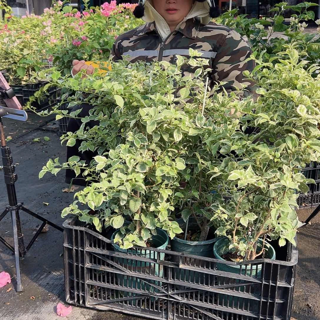 当前无花栽培后可以开花F7少女心一颗