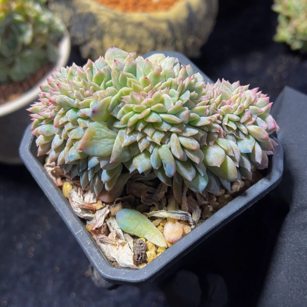 紫心琥珀缀天天开心