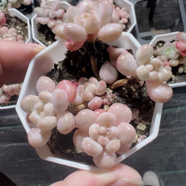 洛可可精品多肉植物