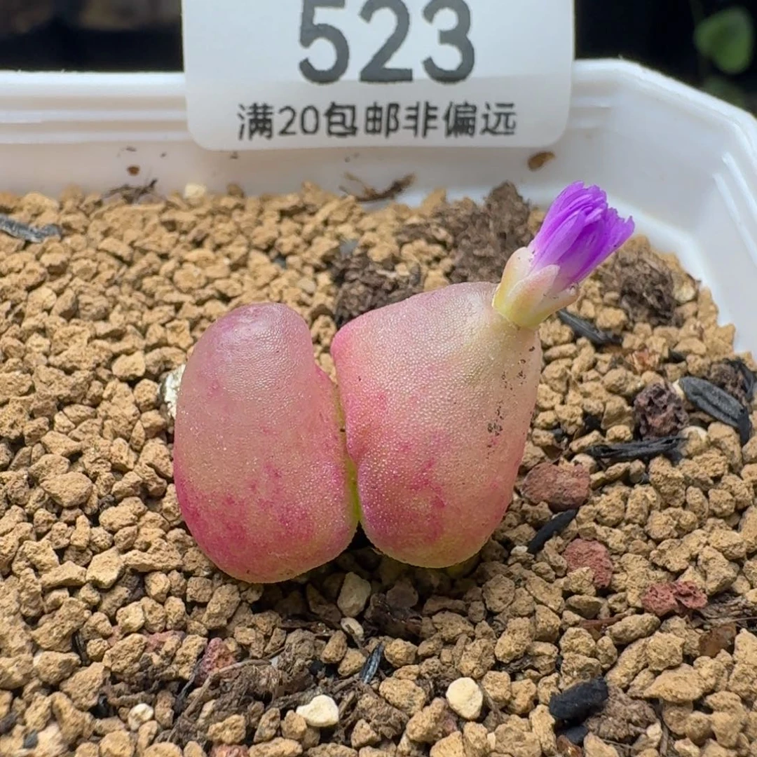 灯泡双头带盆土。