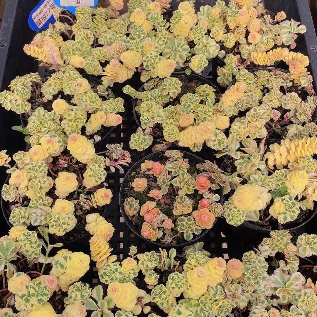 量拍77号 亚特兰蒂斯锦一盆