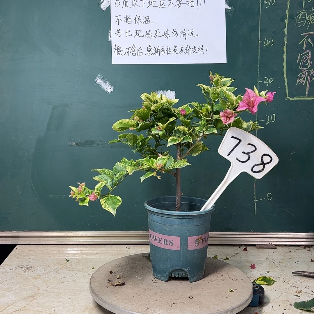 完全开放斑叶米罗738