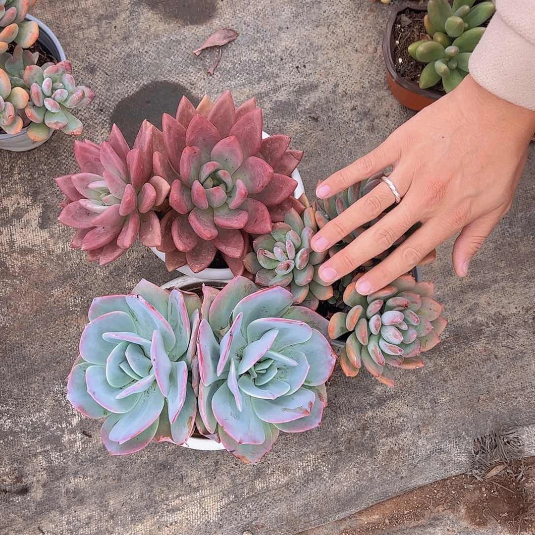 双头血凤，单头桃花源，灰姑娘各一