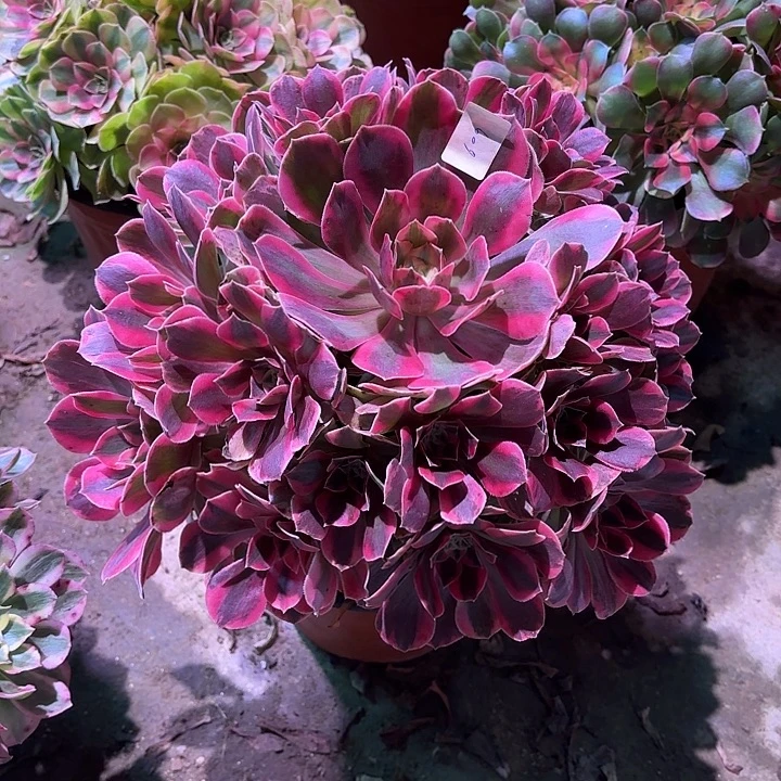 多肉植物女妖0609