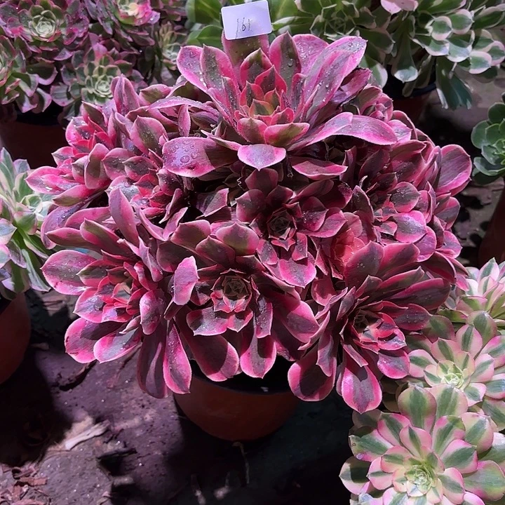 多肉植物女妖00161