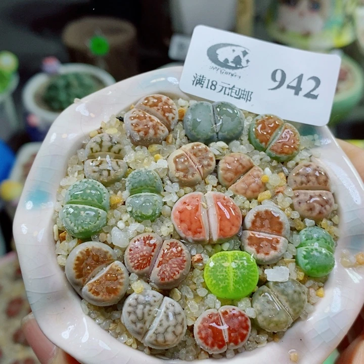 生石花花花花花花花花942
