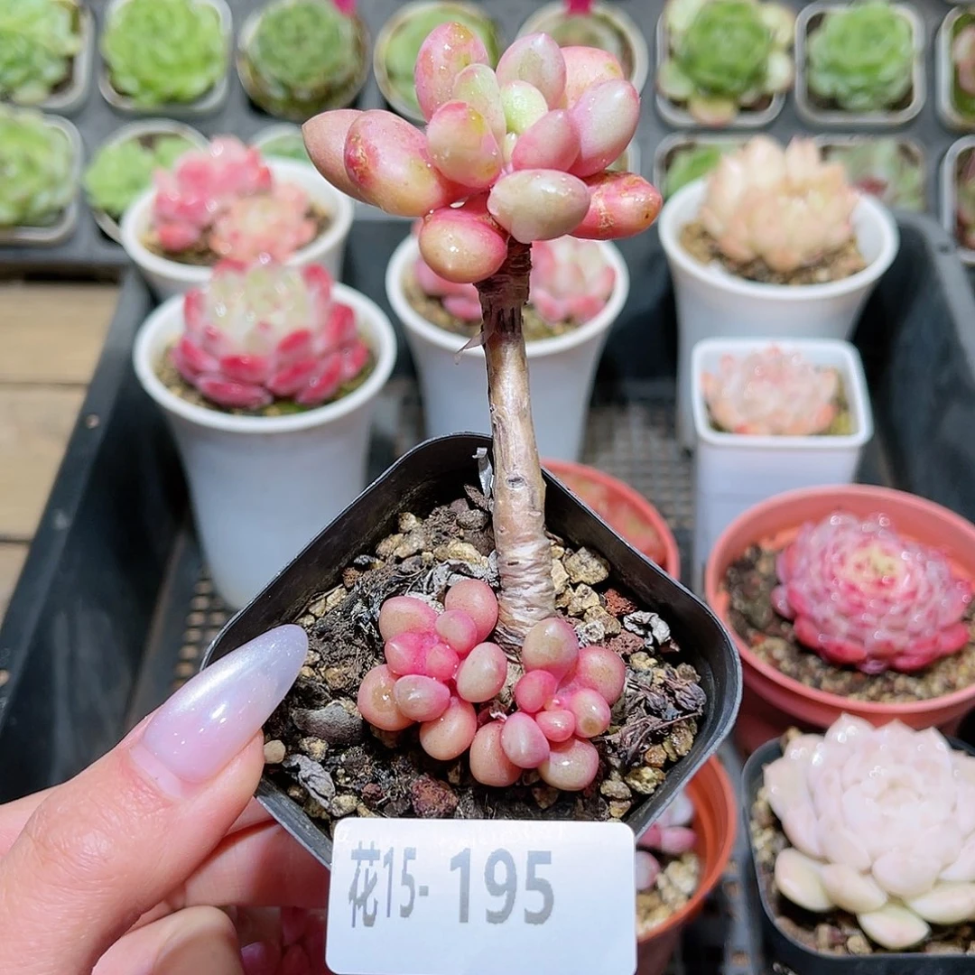 花利美15-195先锋派