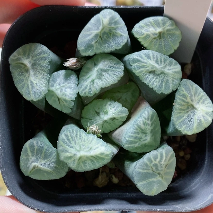 【闪购商品】4彩虹万象
