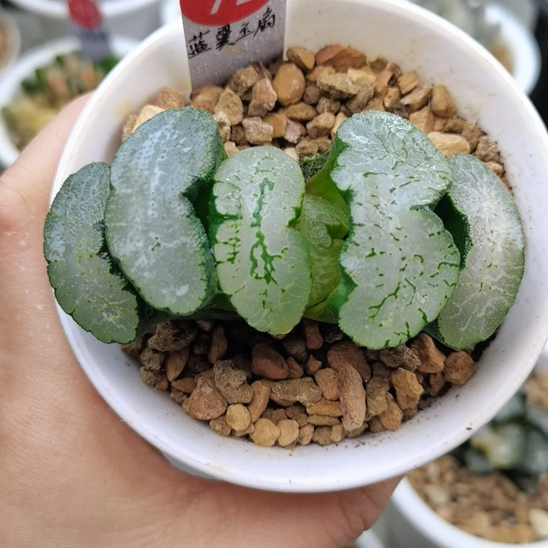 72号蓝翼玉扇一物一拍带盆土发货