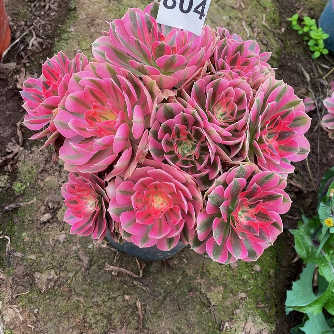 ꧁***꧂多肉法师804号粉女巫发货不包损