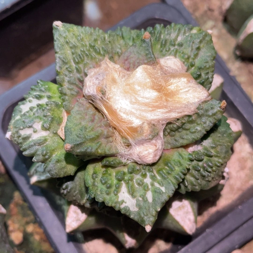 精选大型宽犹 哥怒 仙人球