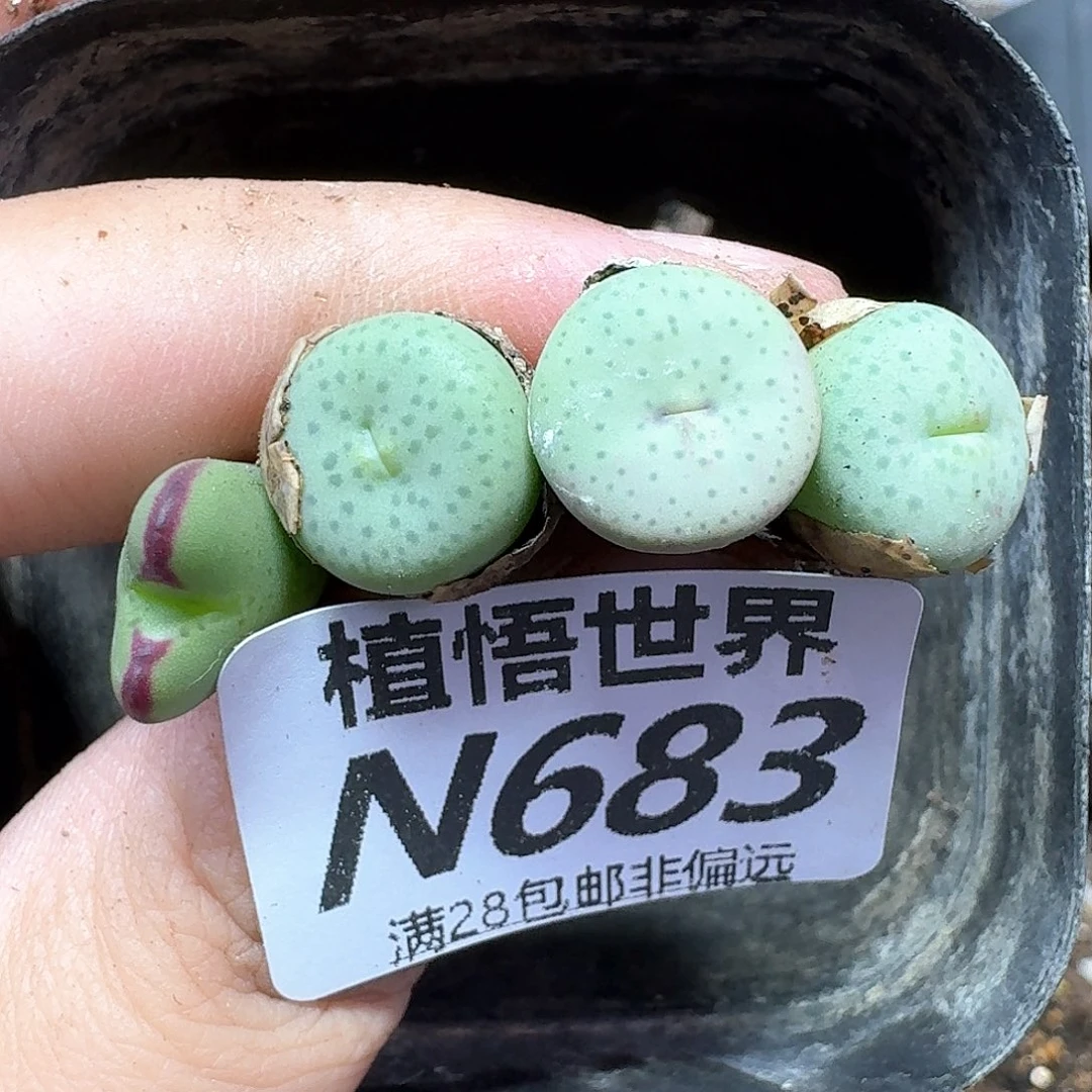 多肉植物的人生法v