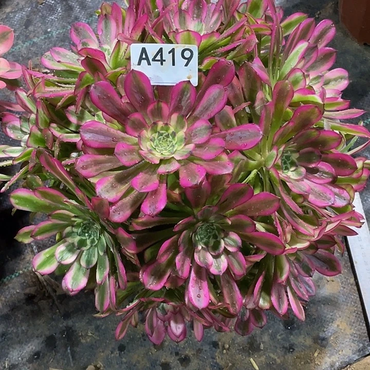 /***/舞天姬多肉法师。 419