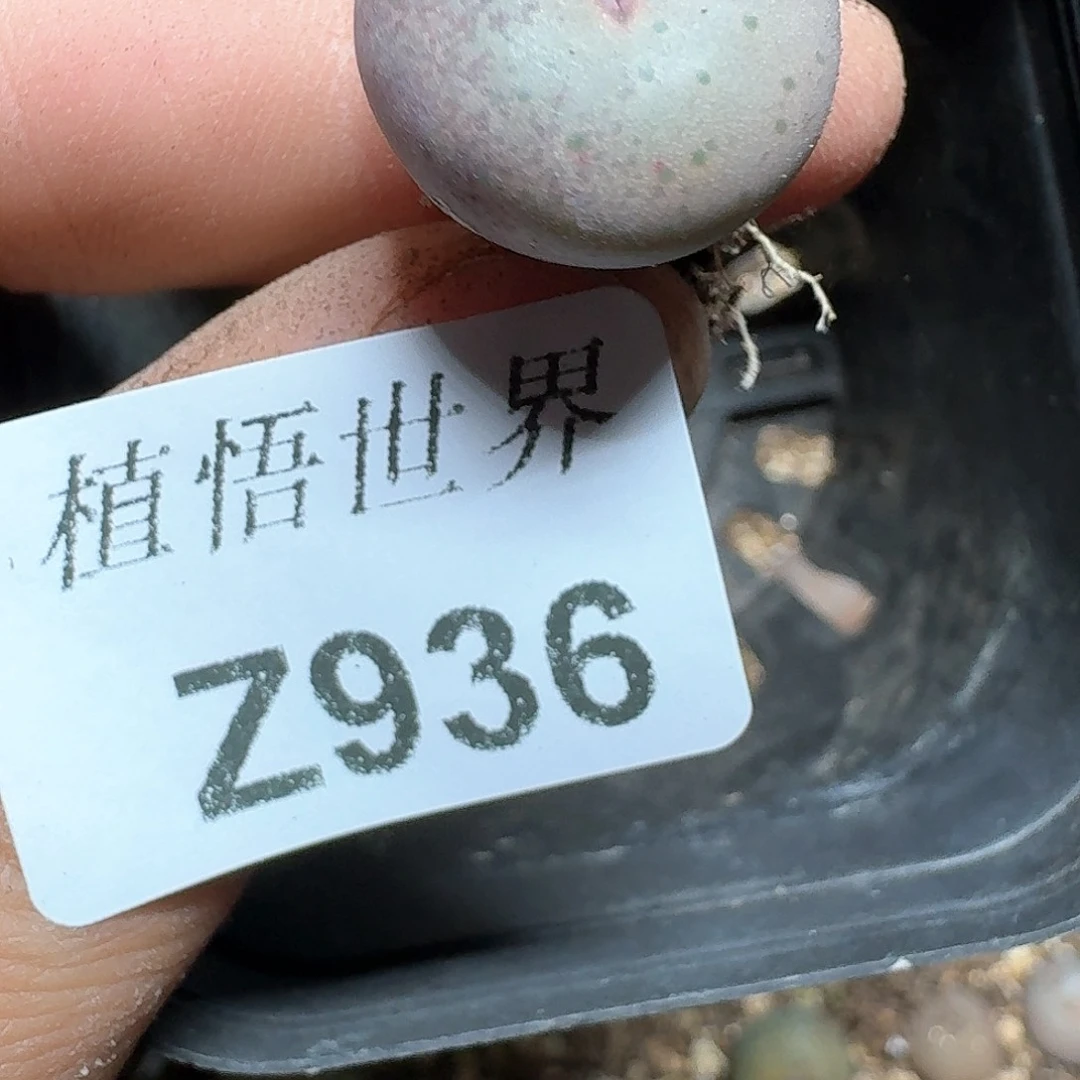 936号多肉植物哇d f