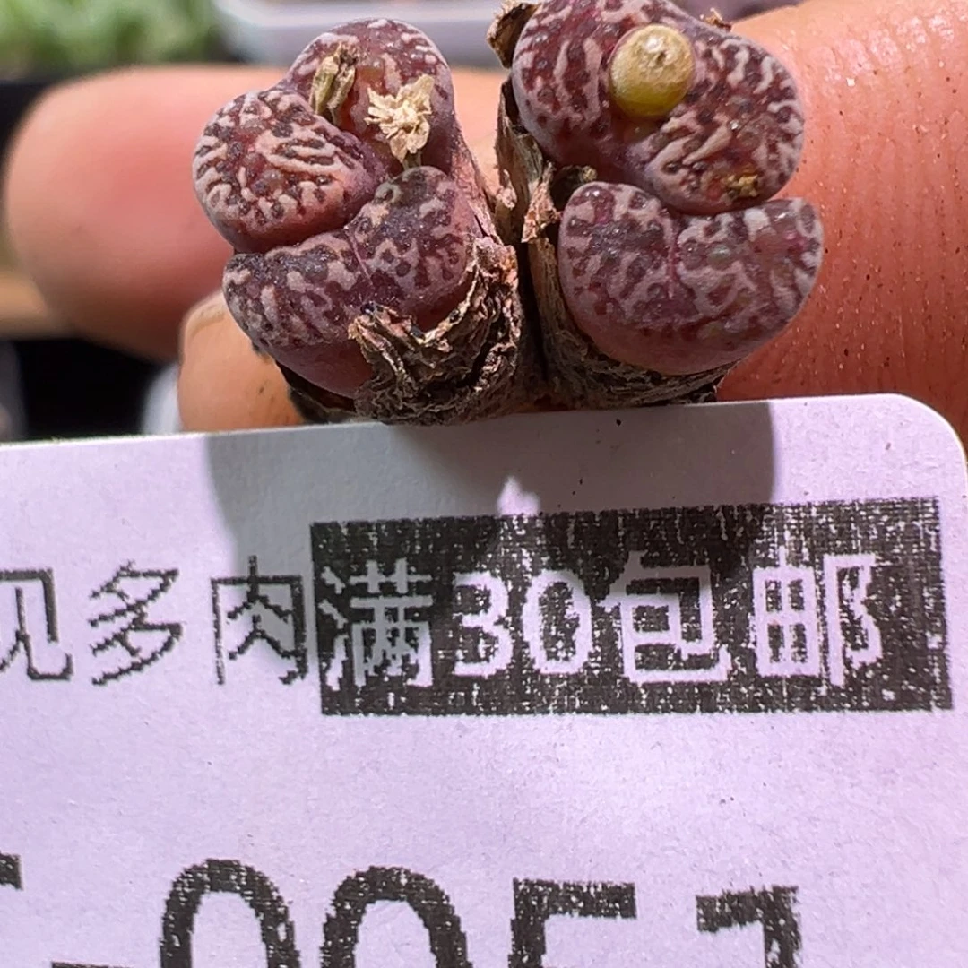 0051 多肉植物111111111111111