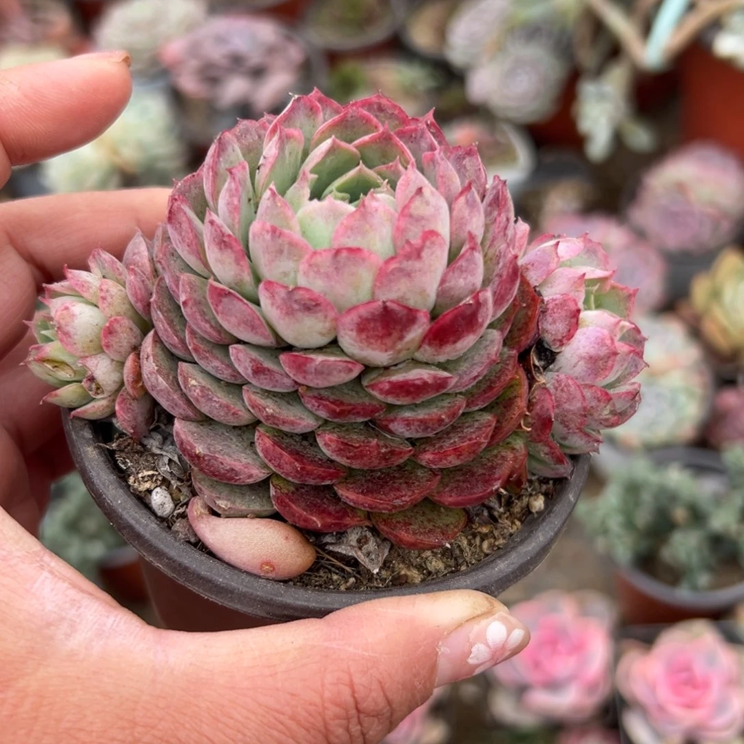 多肉植物多肉植物