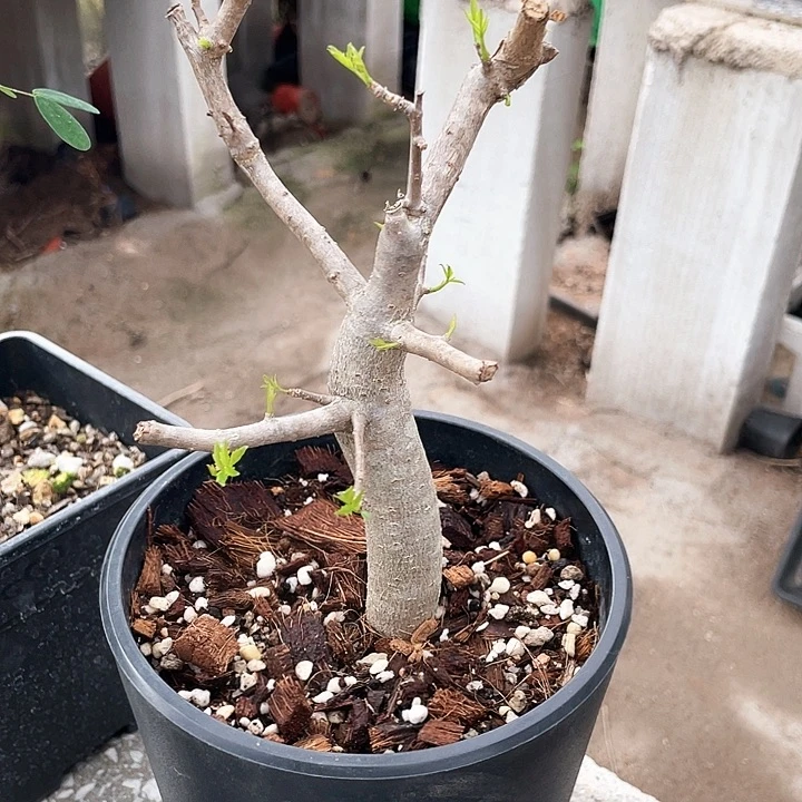 芳香橄榄6666666666666