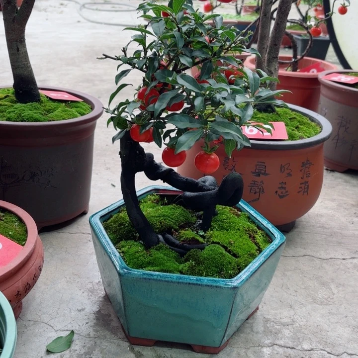 无花朵用****4金弹子盆景树