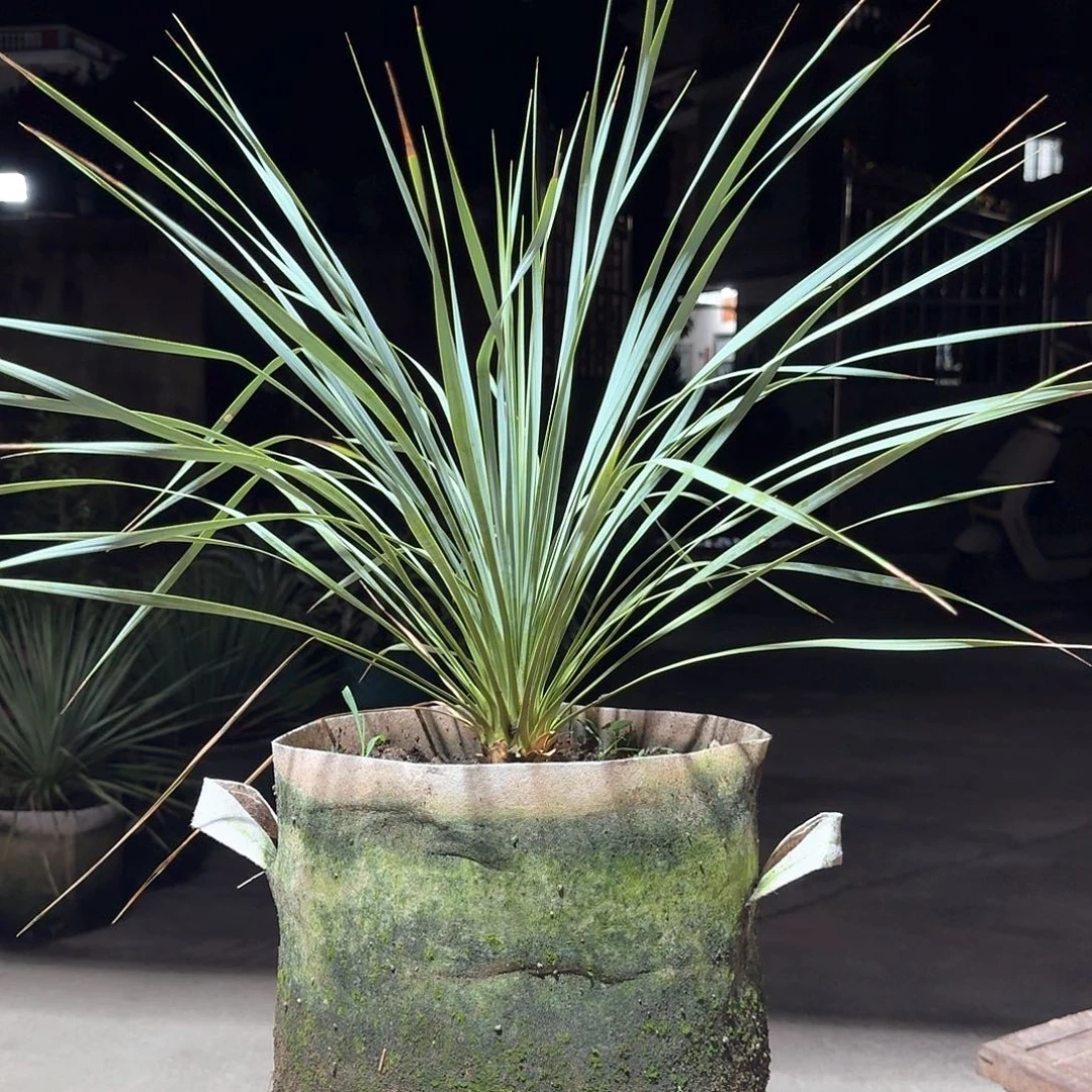 拽***无花朵鸟喙丝兰稻草人70