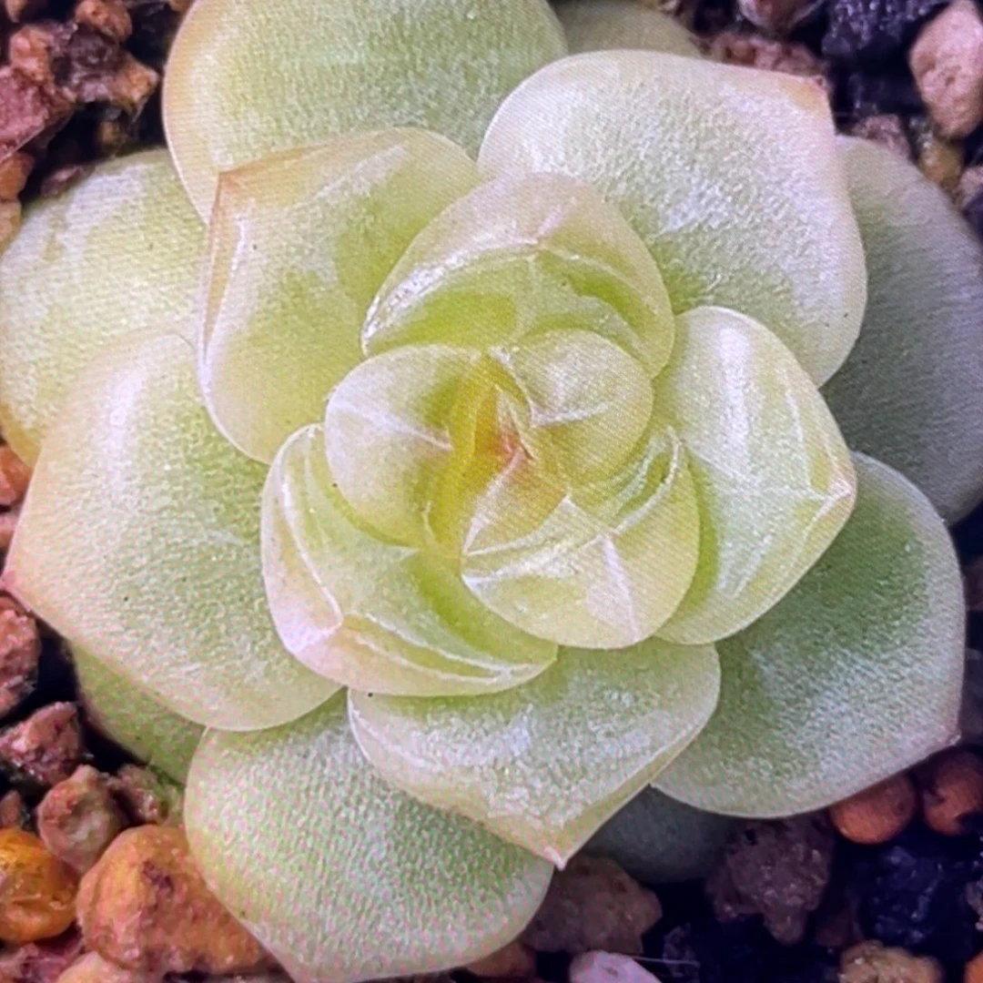 花朝20粒，圆胖透，超推荐