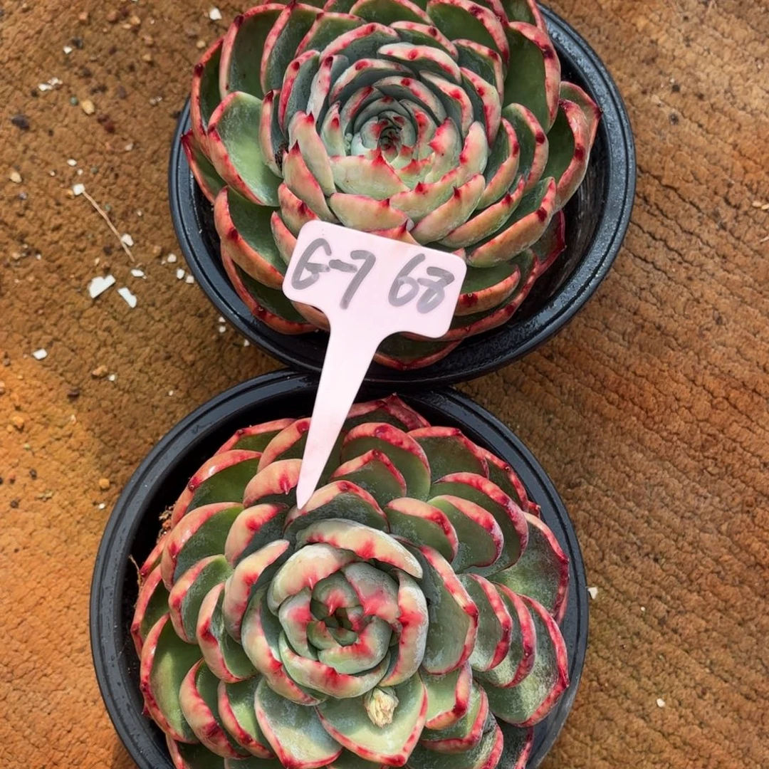 惊鸿仙子 两个一组 好看