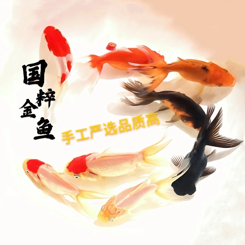 特价国粹金鱼小型金鱼观赏鱼冷水鱼淡水鱼健康活体水族小金鱼鱼苗