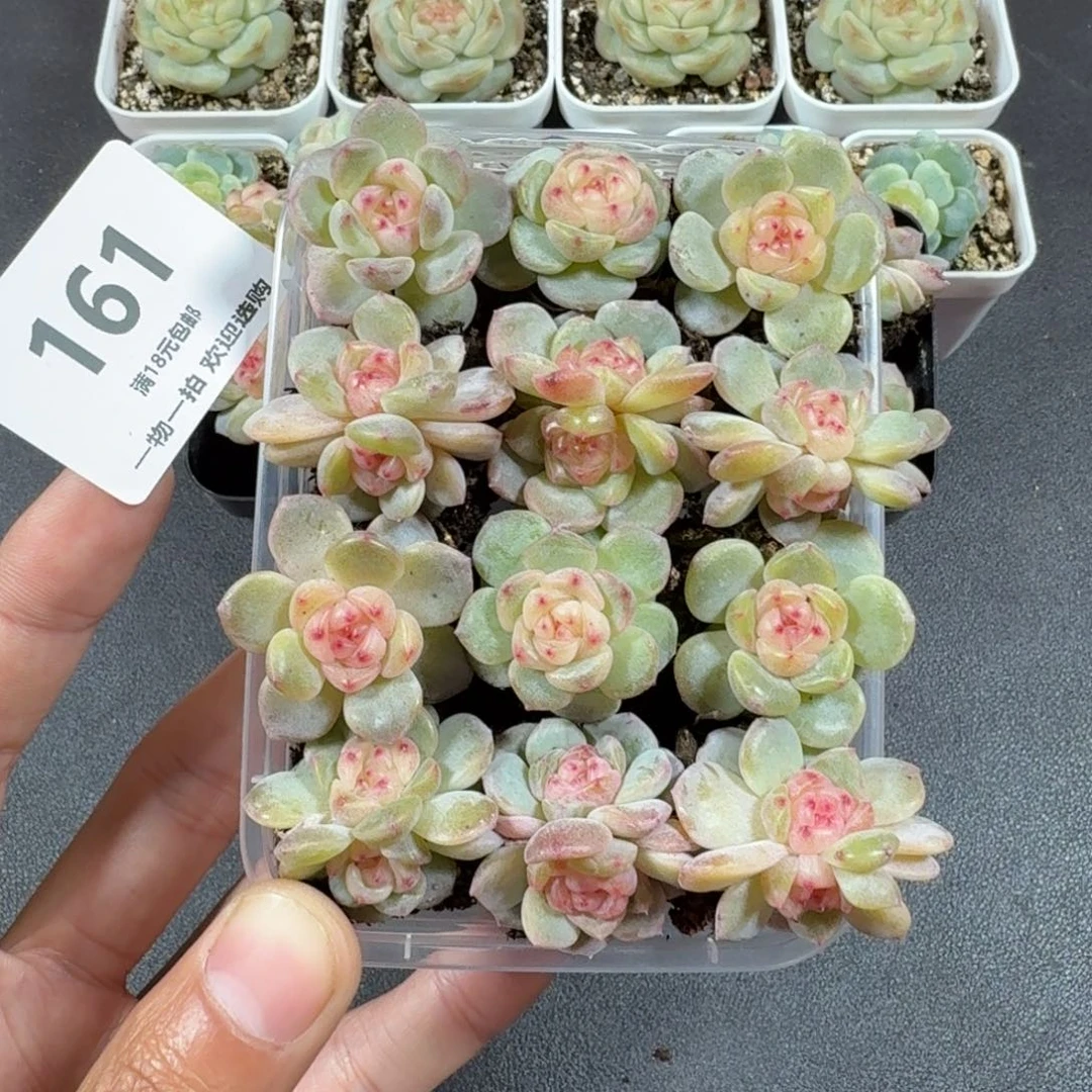 甜心12个一物一拍161