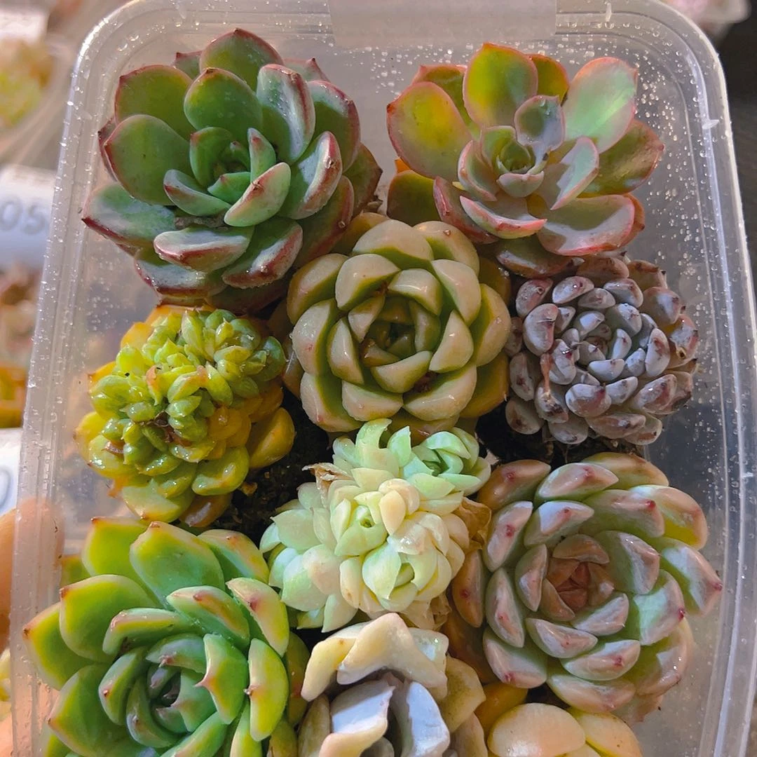 061拼盘，带盆带土发货