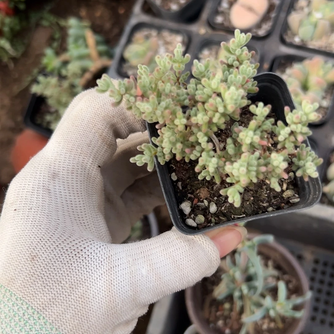 杜呃呃呃呃呃呃呃呃呃呃呃呃