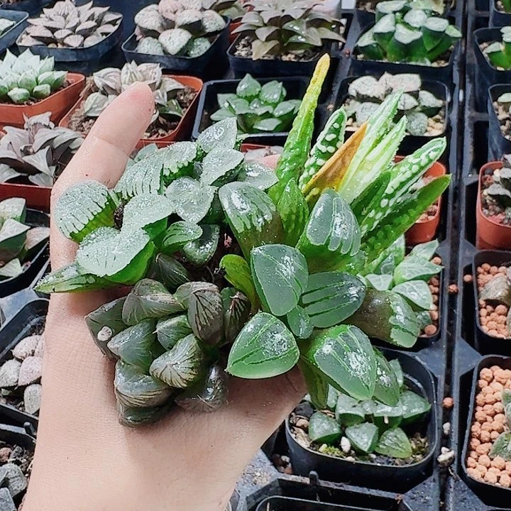 鲸***落无花朵十二卷 裸根福利5个