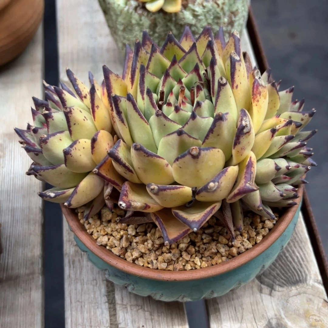 乌木18 零零多肉植物