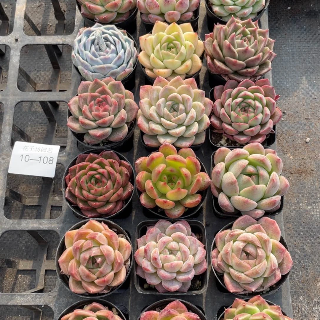 一物一拍18棵10-108