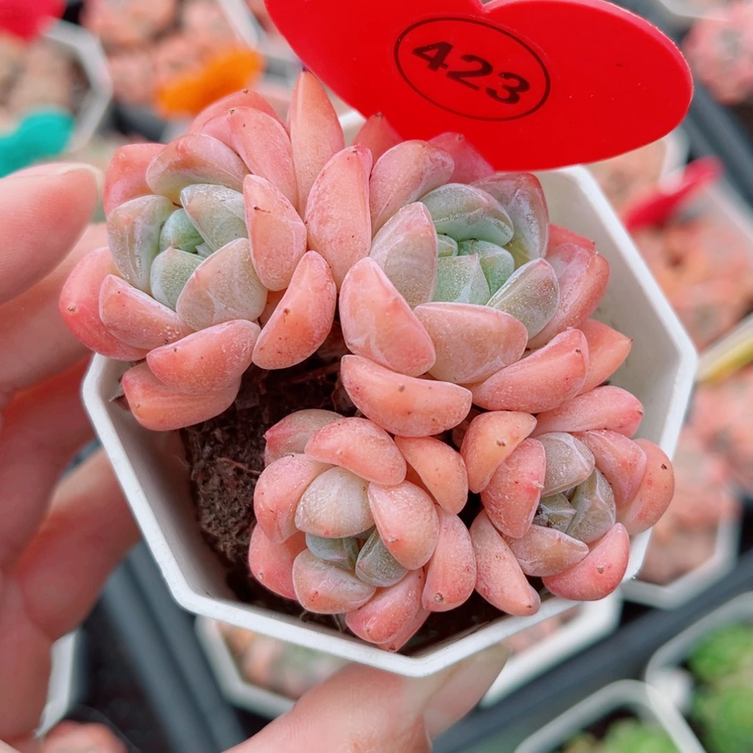 423号小老桩糖心群