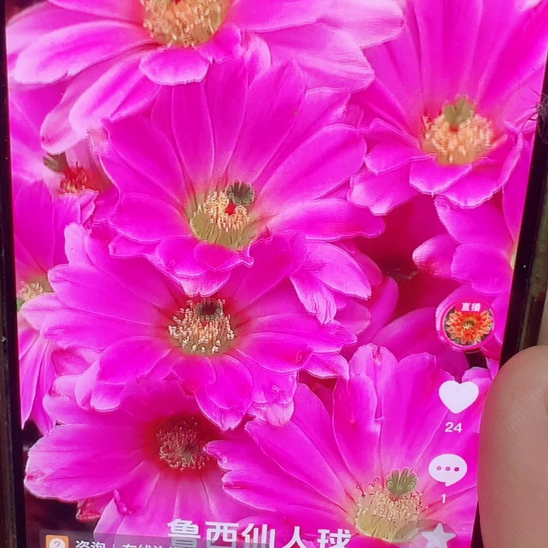 水仙情郎 3个侧芽 满20包邮
