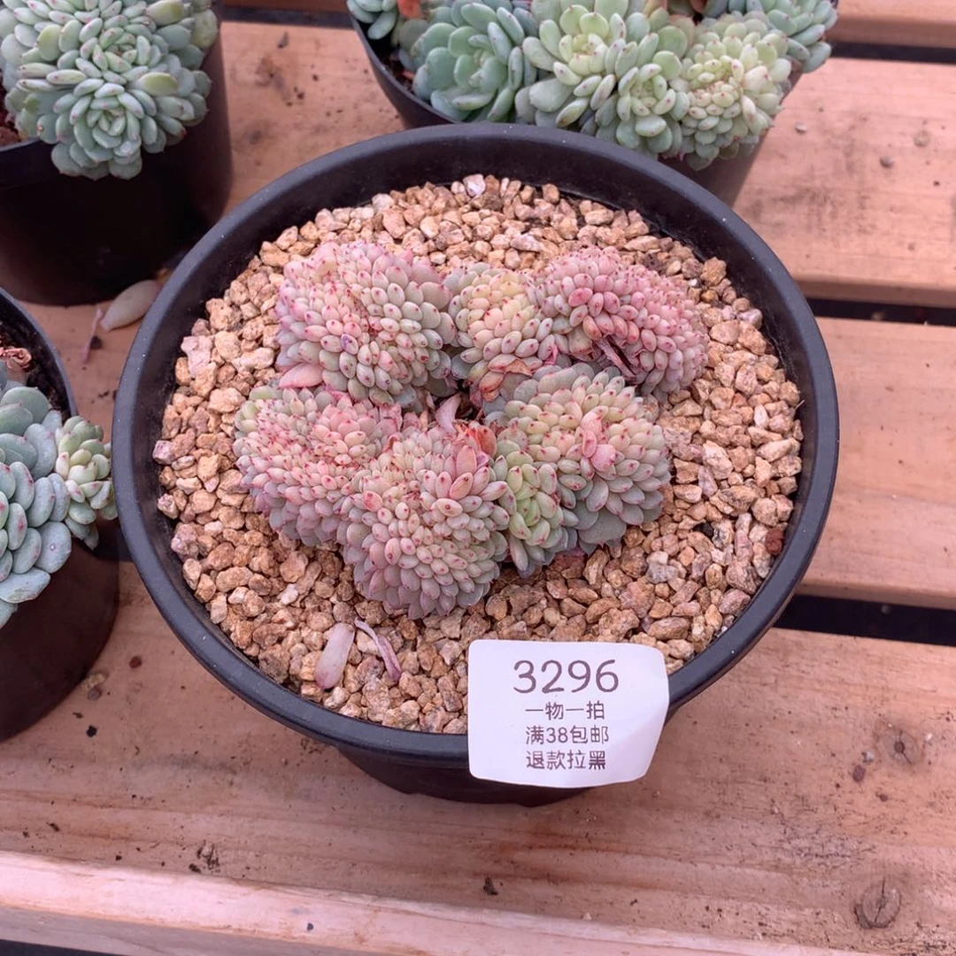 11厘米白胖子缀3296