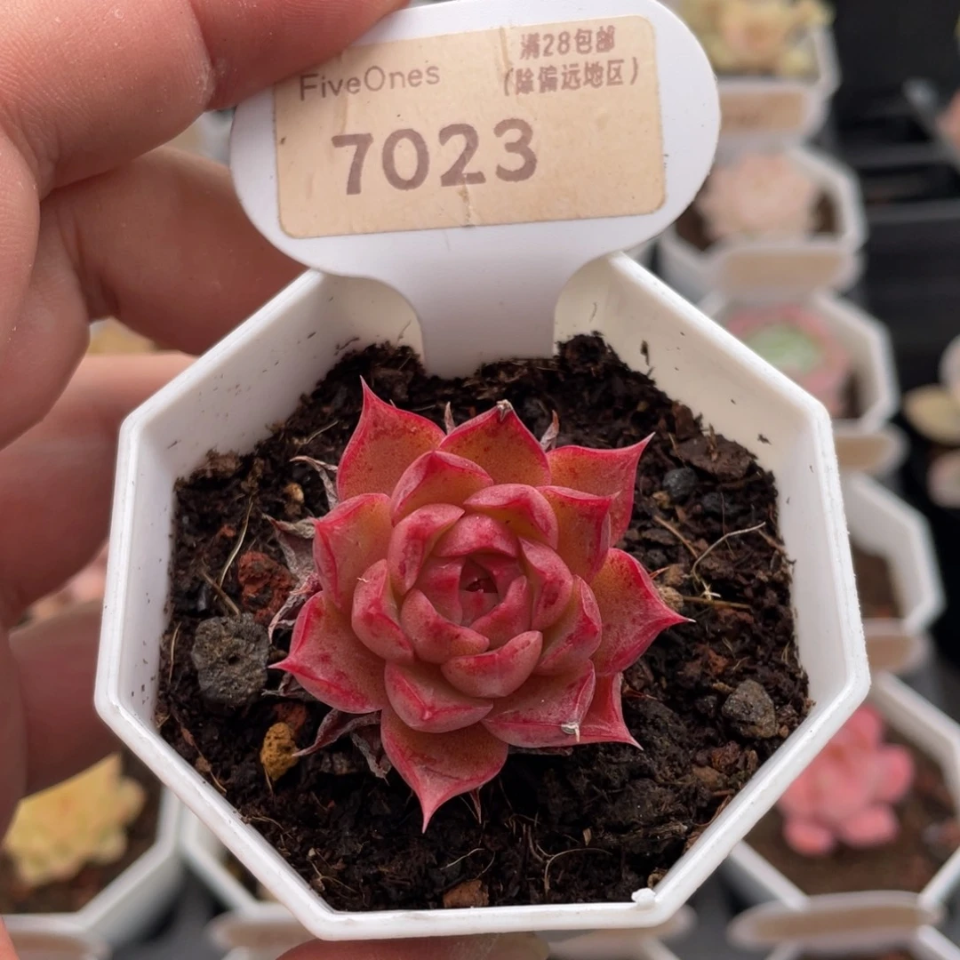 小海螺7023-4厘米