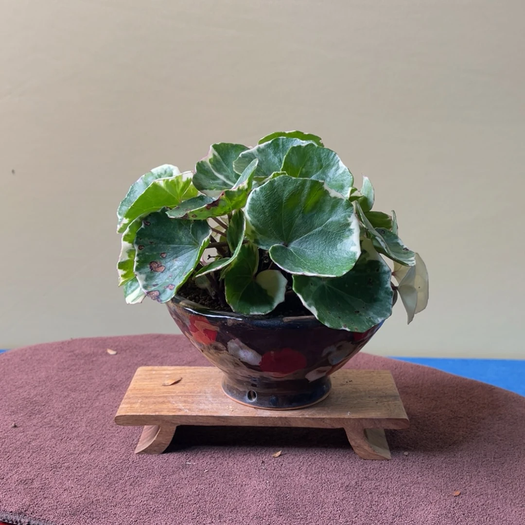 完全开放盆栽植物