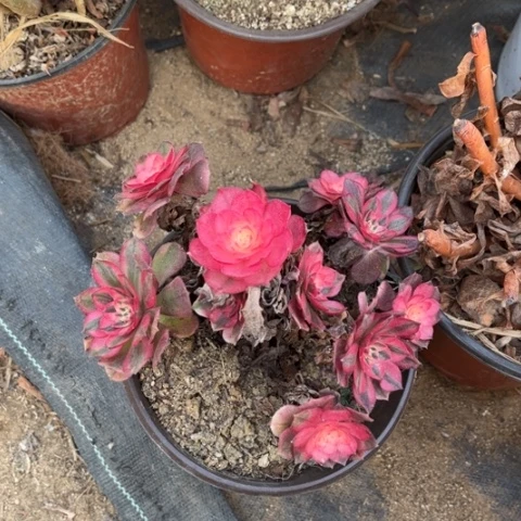 青***吟多肉植物倾成一个